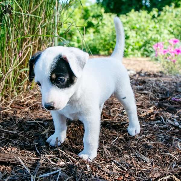 Jordan, Jack-A-Ranian Puppy